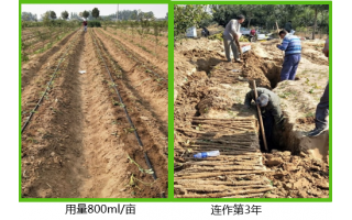 河北辛集麻山藥